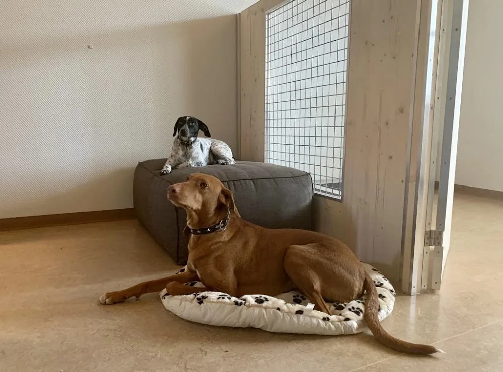 Hundezentrum Frienisberg GmbH - Bern pet otel