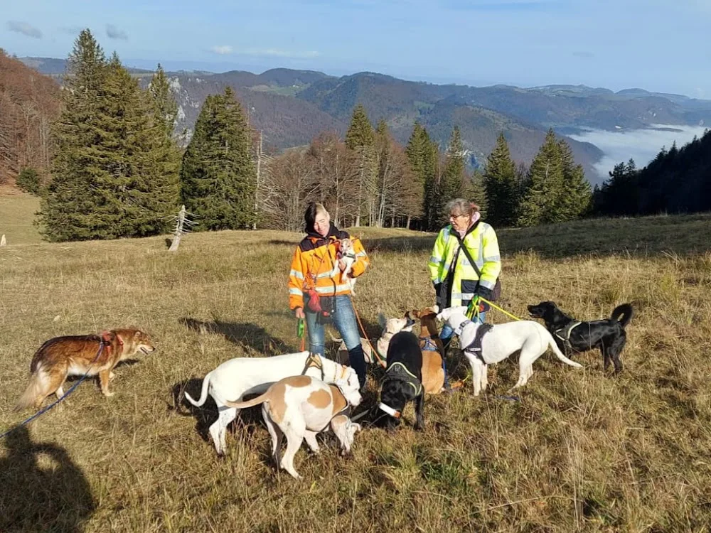 Mittelpunkt Hund - Hundepension und Hundeschule in Arch - Bern pet otel