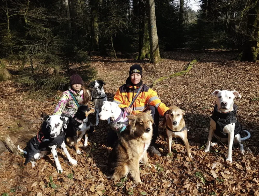 Mittelpunkt Hund - Hundepension und Hundeschule in Arch - Bern pet otel görseli 3