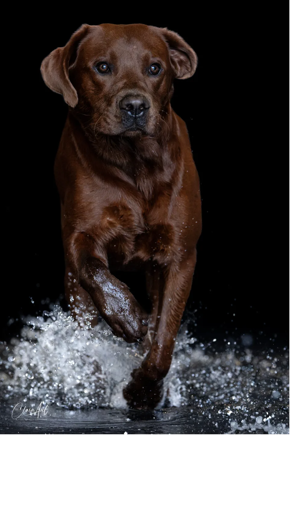 Tane's Petsitting - der Hundehort im Bauernhaus - Bern pet otel
