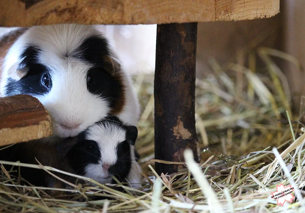 Tierpension zur kleinen Pfote - Bern pet otel görseli 2