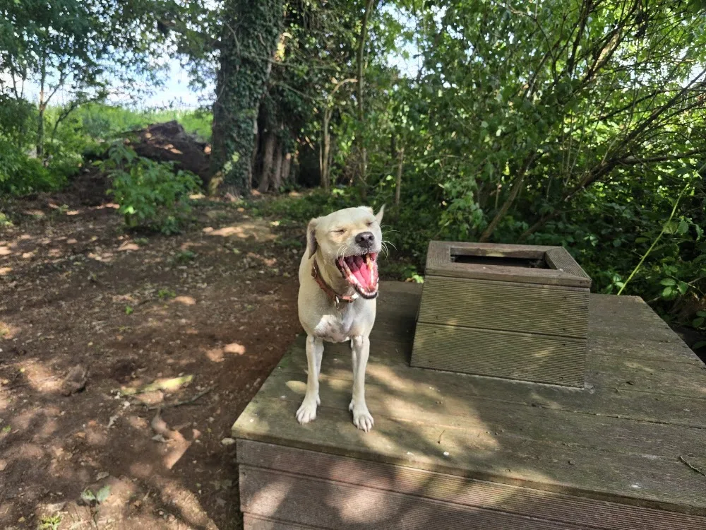 Bella for Dogs - Berne pet otel