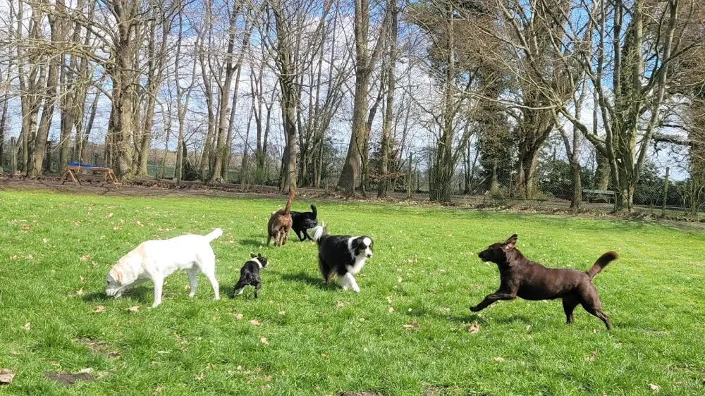 Bellotel Sudwalde - Berne pet otel görseli 3