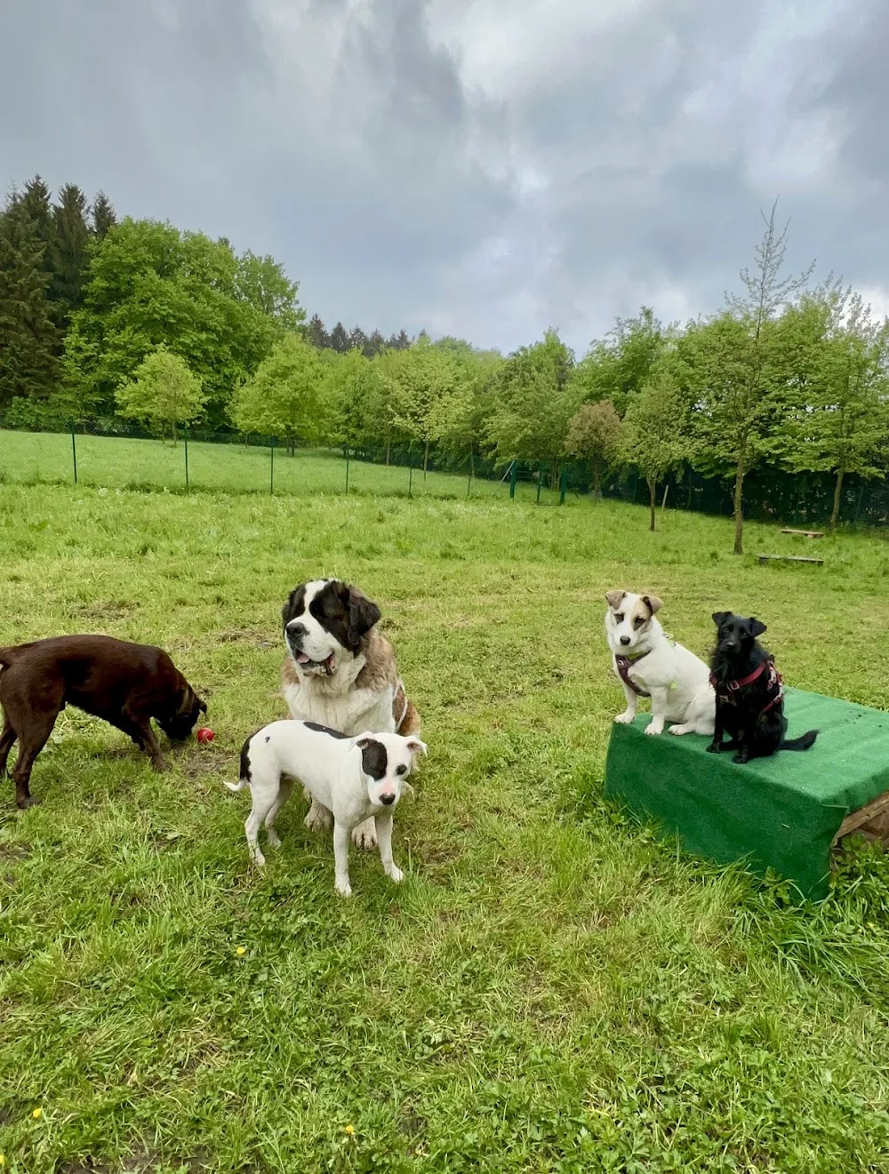 Bernies Waldhaus Hundehotel - Berne pet otel