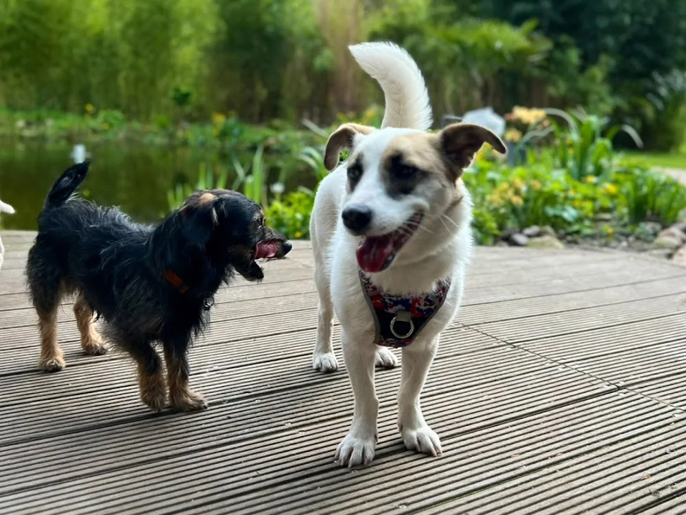 Bernies Waldhaus Hundehotel - Berne pet otel görseli 3