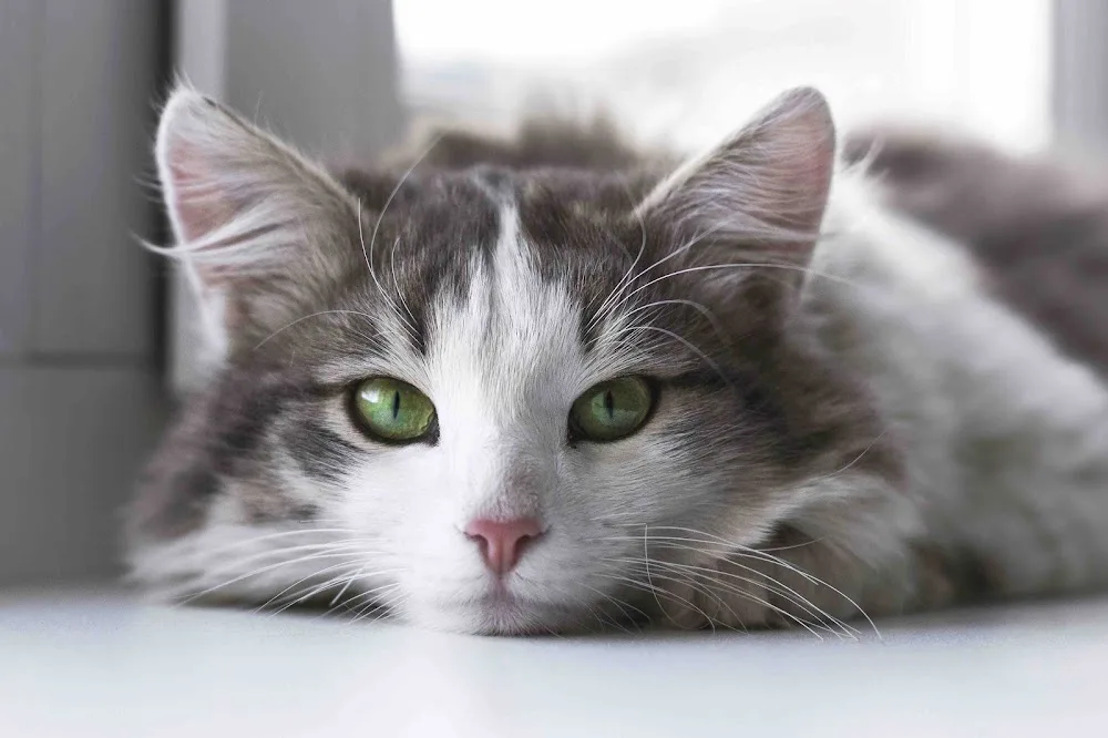 Catsitting Bremen - mobile Katzenbetreuung - Berne pet otel