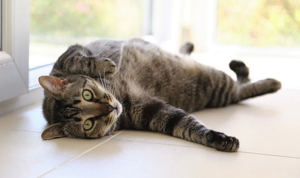 Catsitting Bremen - mobile Katzenbetreuung - Berne pet otel görseli 3