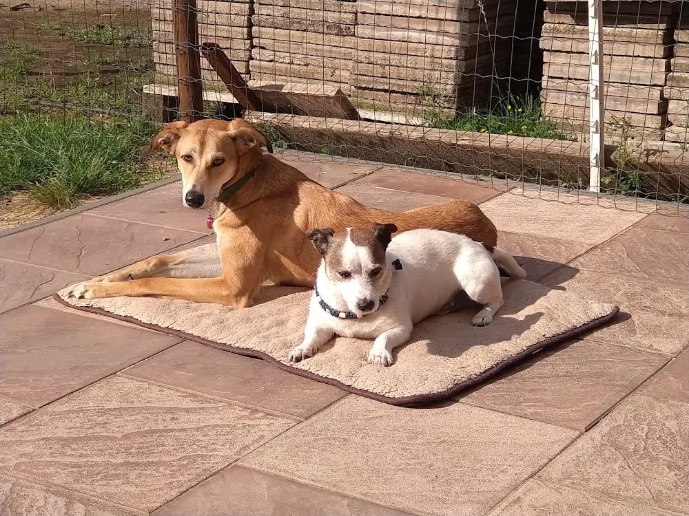 Die kleine Hundestube - Berne pet otel