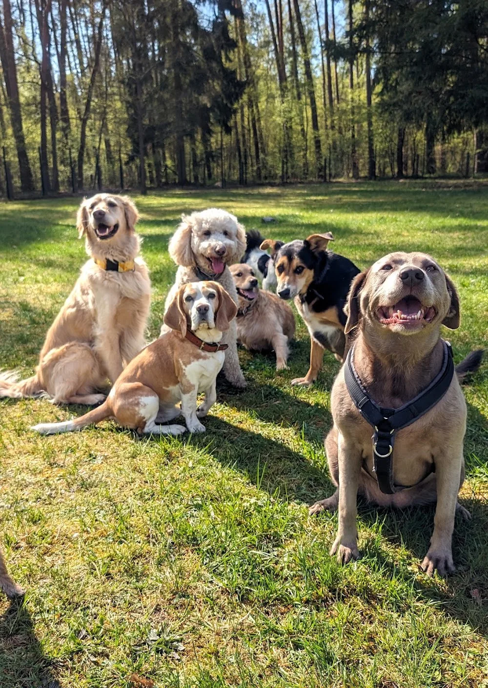 Four Dogs Hundehotel & Resort - Berne pet otel görseli 6