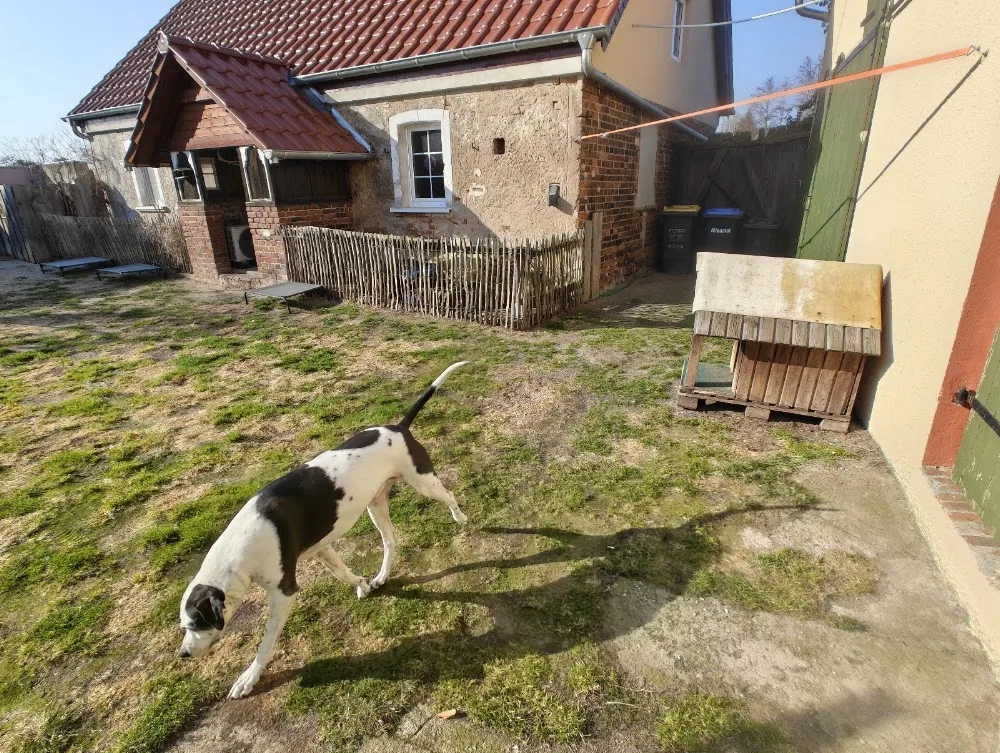 Hunde-Gut GmbH - Berne pet otel görseli 3
