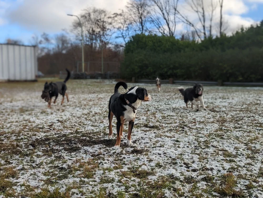 HundeHof Heuwinkel - Berne pet otel