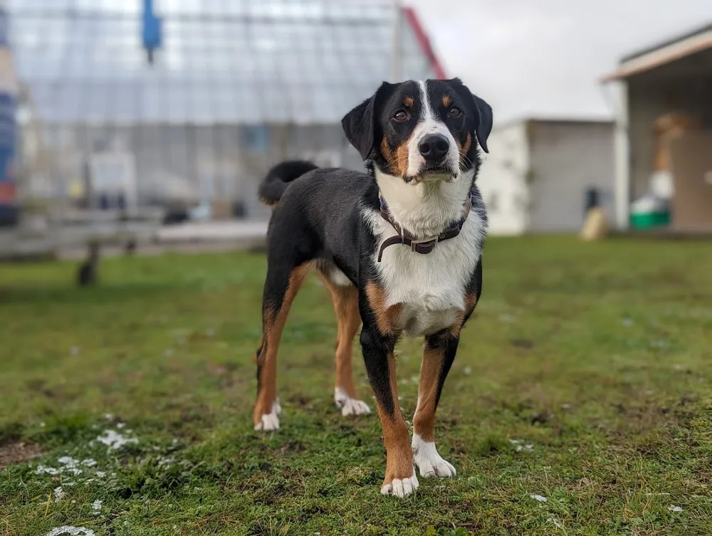 HundeHof Heuwinkel - Berne pet otel görseli 3