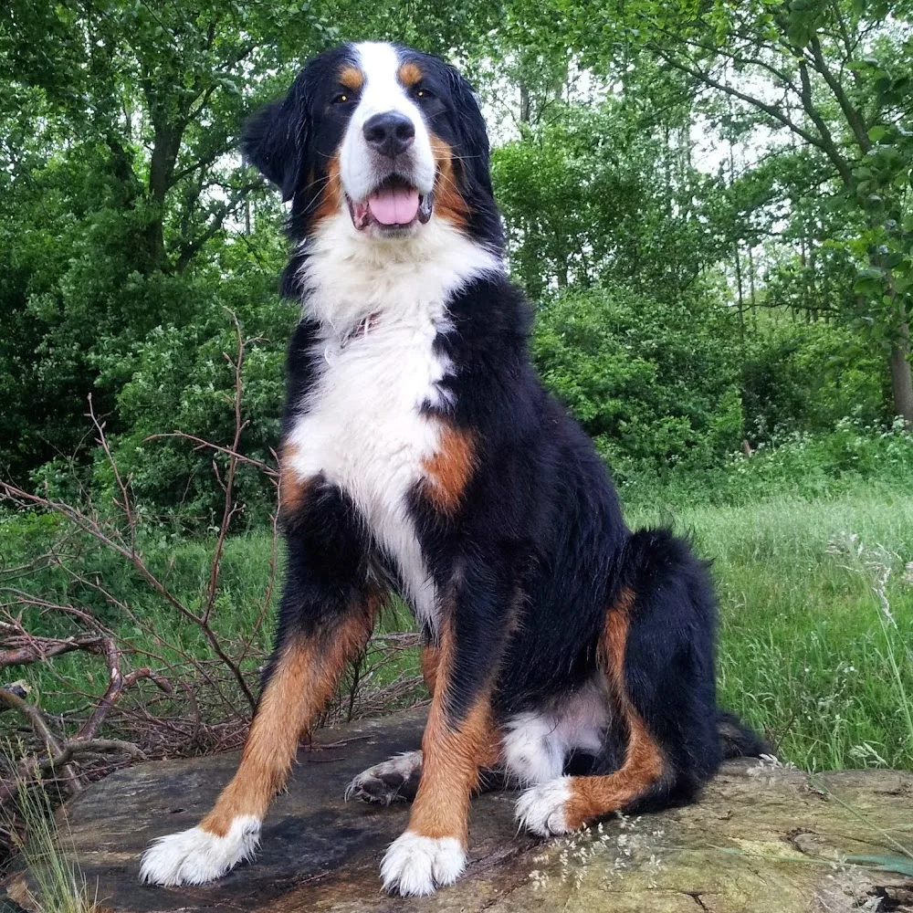 HundeHof Heuwinkel - Berne pet otel görseli 4
