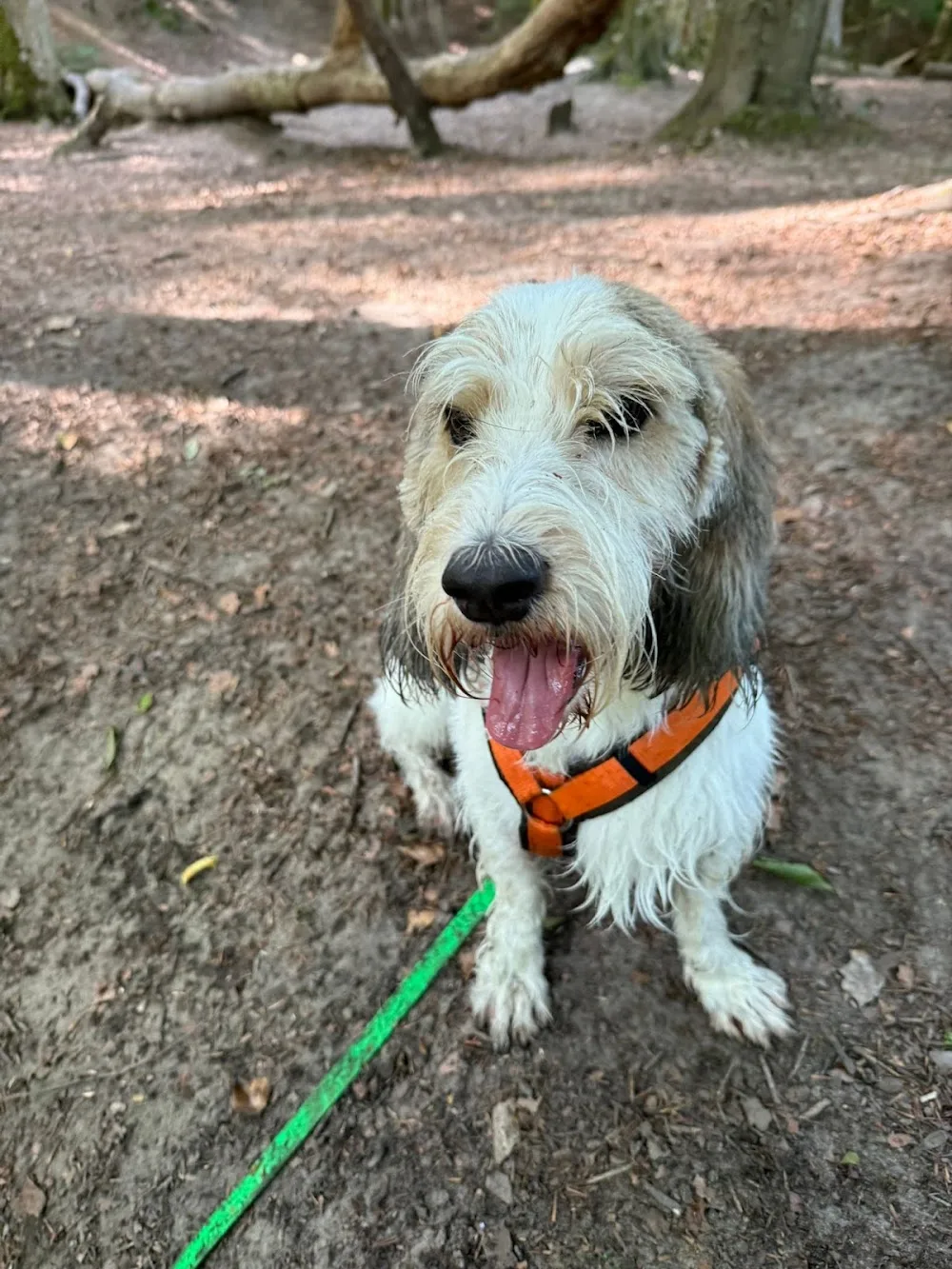 Hundelodge Bern - Hundetagesstätte & Hundebetreuung in Bern - Berne pet otel görseli 2