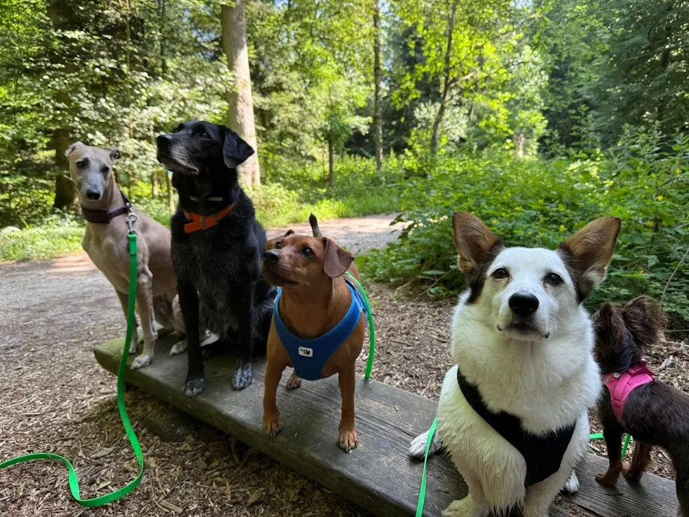 Hundelodge Bern - Hundetagesstätte & Hundebetreuung in Bern - Berne pet otel görseli 3