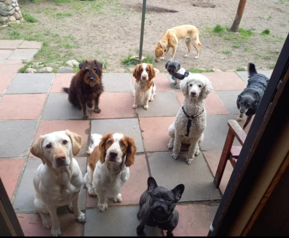 Hundepension an der Spree -Tierbetreuung Fürstenwalde - Berne pet otel görseli 3