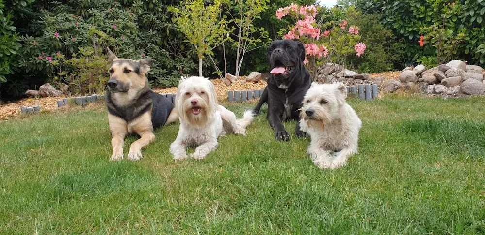 Hundepension Basdahl - Berne pet otel görseli 3