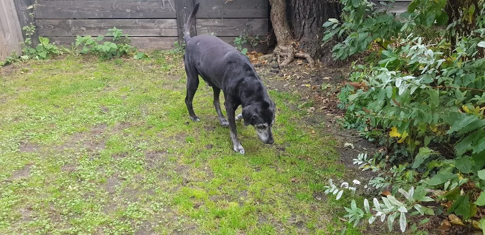 Hundepension Berlin - Berne pet otel
