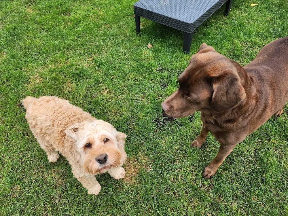 Hundepension Berlin - Berne pet otel görseli 7
