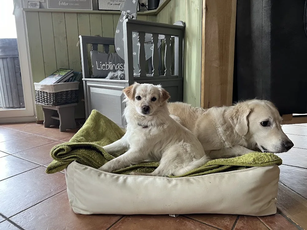Hundepension "Dog sweet hostel" - Berne pet otel