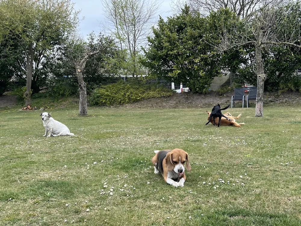 Hundepension "Dog sweet hostel" - Berne pet otel görseli 3