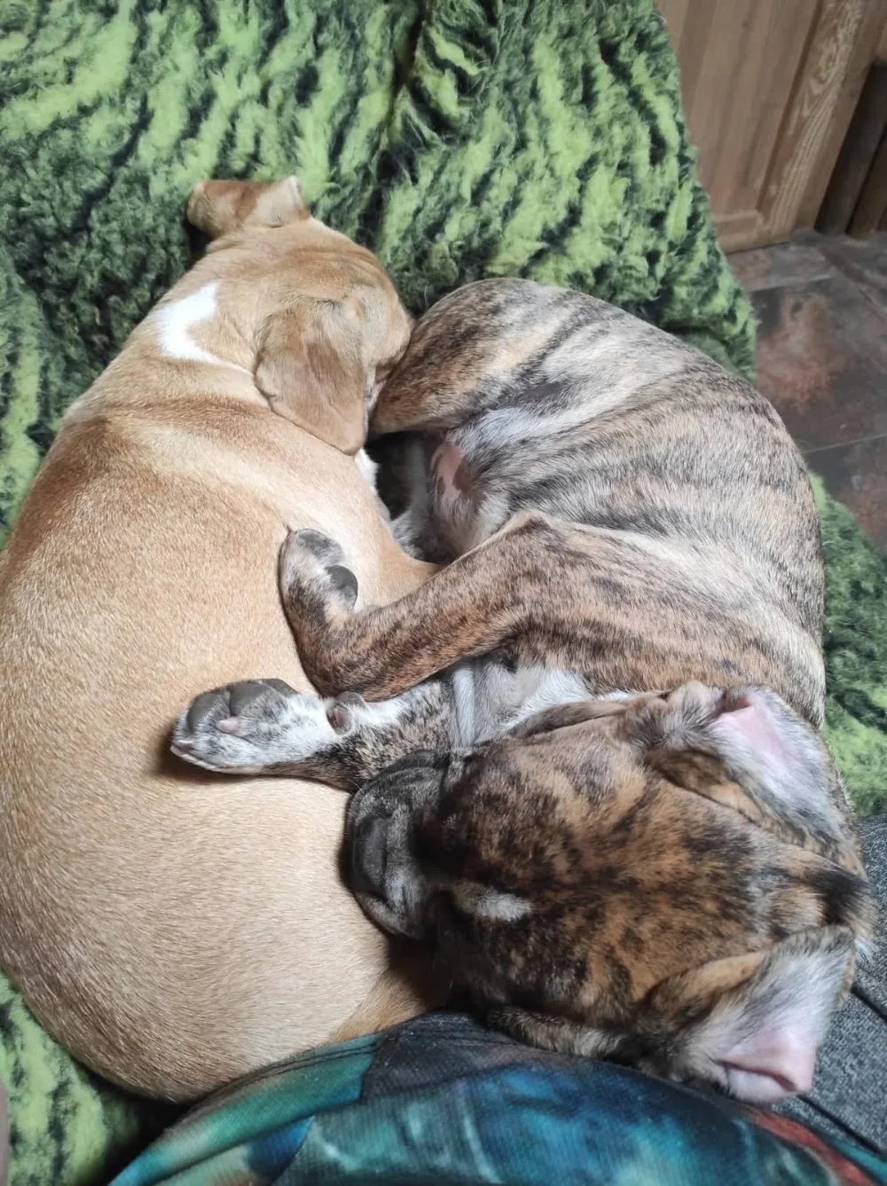 Hundepension mops-fidel - Berne pet otel görseli 3