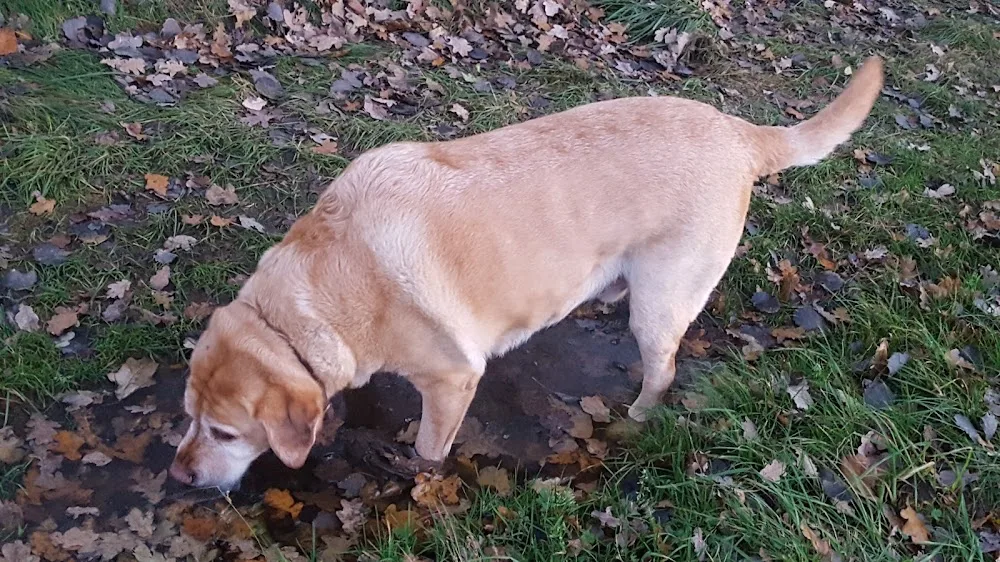 Hundepension und Hundetagesstätte Osterbinde - Berne pet otel görseli 2
