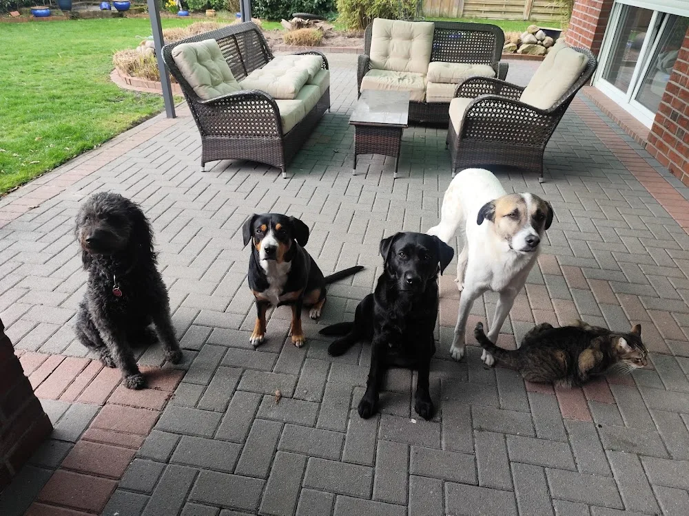 Hundepension Wiefelstede - Berne pet otel