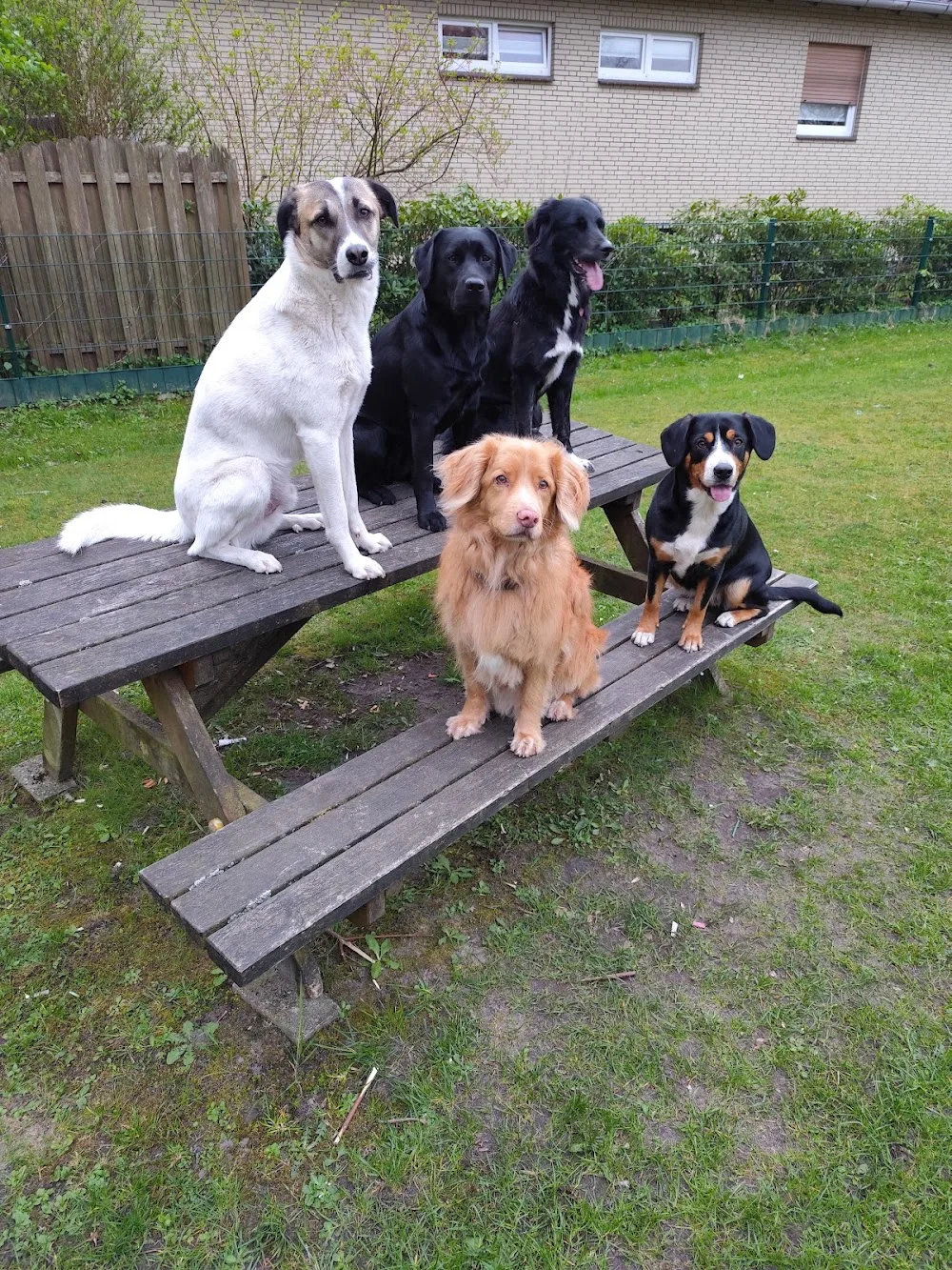 Hundepension Wiefelstede - Berne pet otel görseli 3