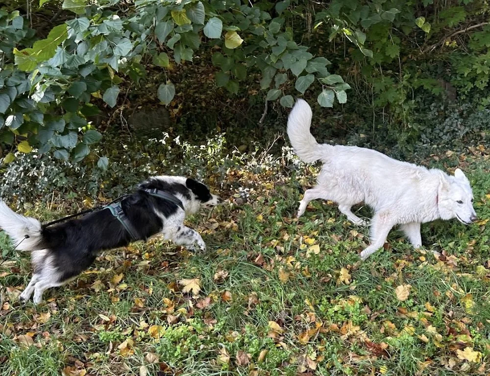 Hundepension Wiesenfreunde - Berne pet otel görseli 3