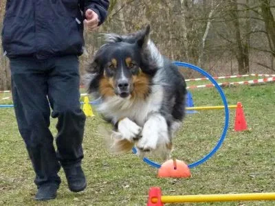Hundeschule- und Pension Elbe Elster - Berne pet otel görseli 3