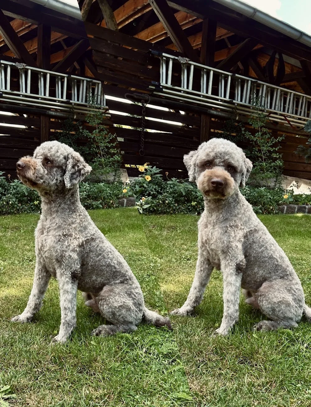 Hundrum zufrieden - Berne pet otel görseli 2