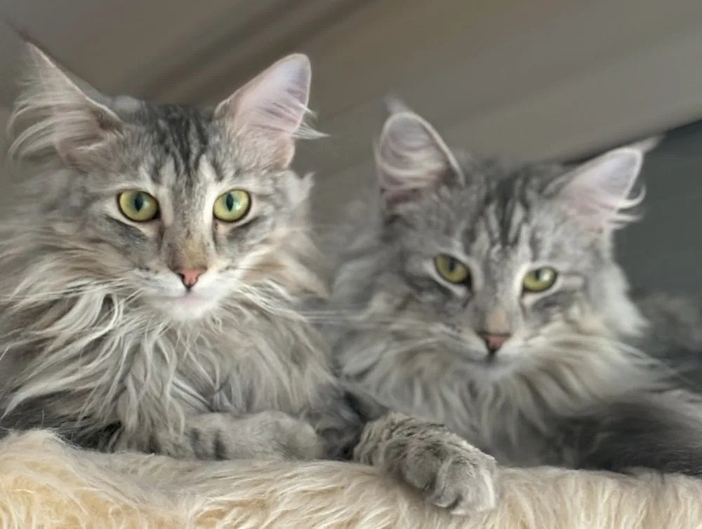 Katzenbetreuung Bern - West - Berne pet otel