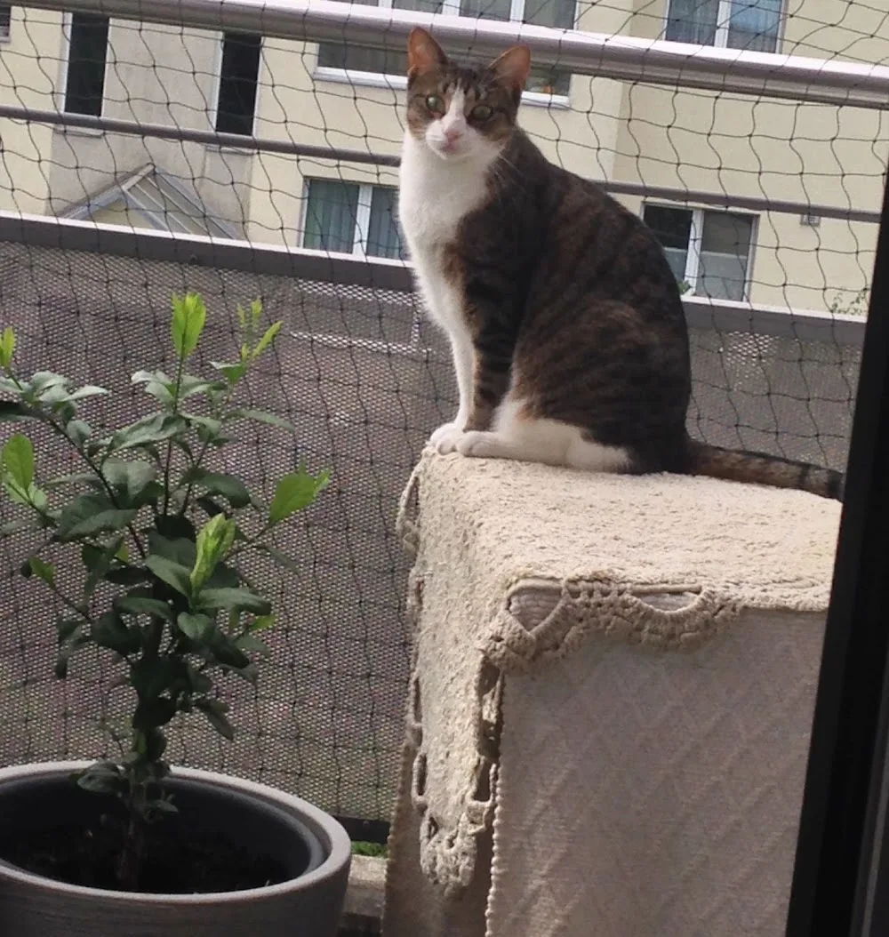 Katzenbetreuung Bern - West - Berne pet otel görseli 3