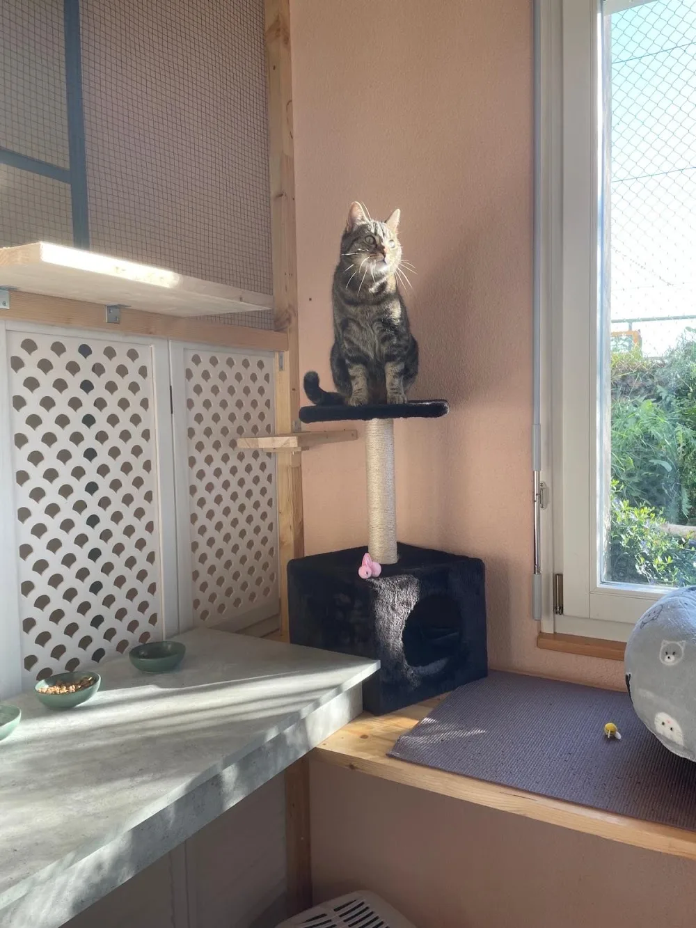 Katzenhotel Büsus Bijou - Berne pet otel görseli 2