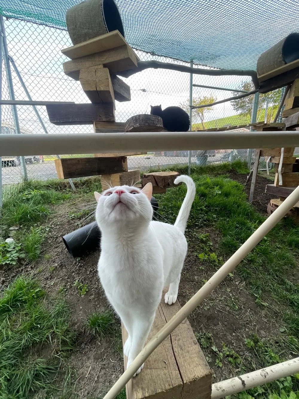 Katzenhotel Büsus Bijou - Berne pet otel görseli 3