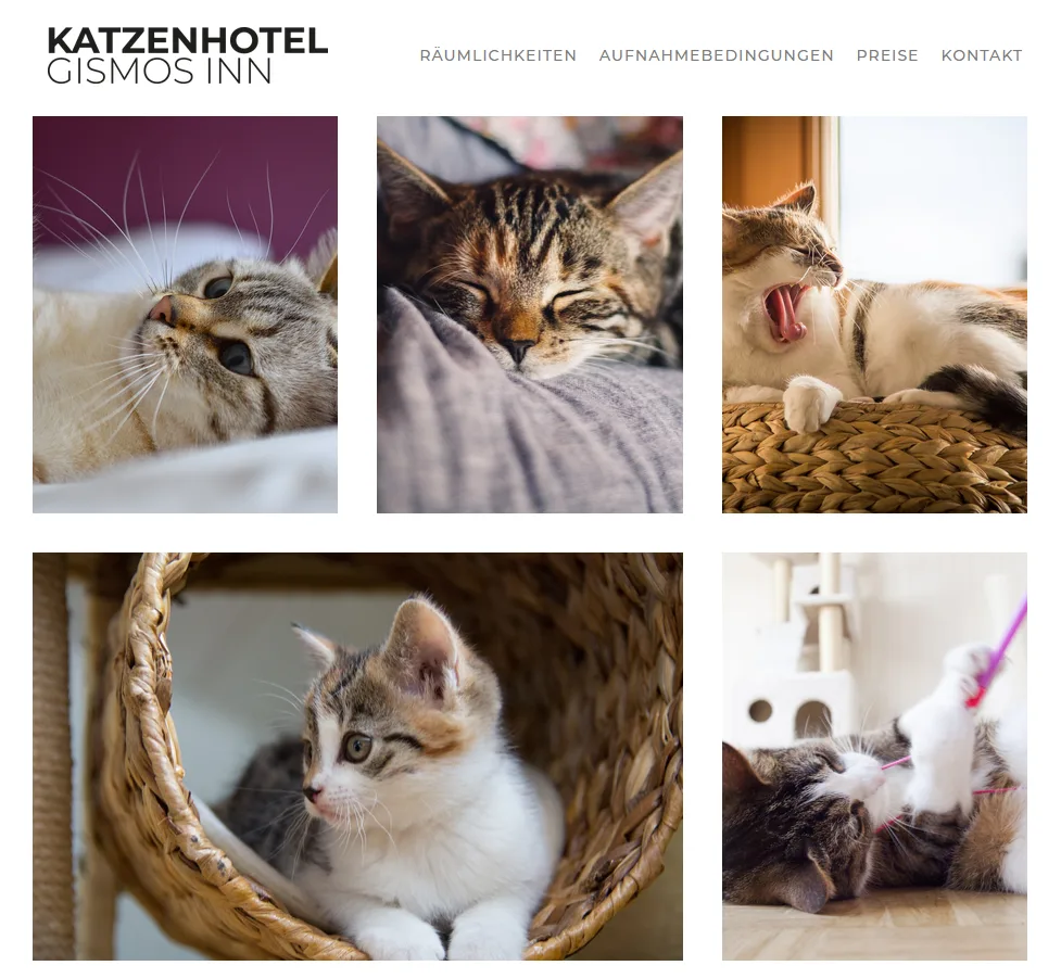 Katzenhotel "Gismos Inn" - Berne pet otel görseli 6