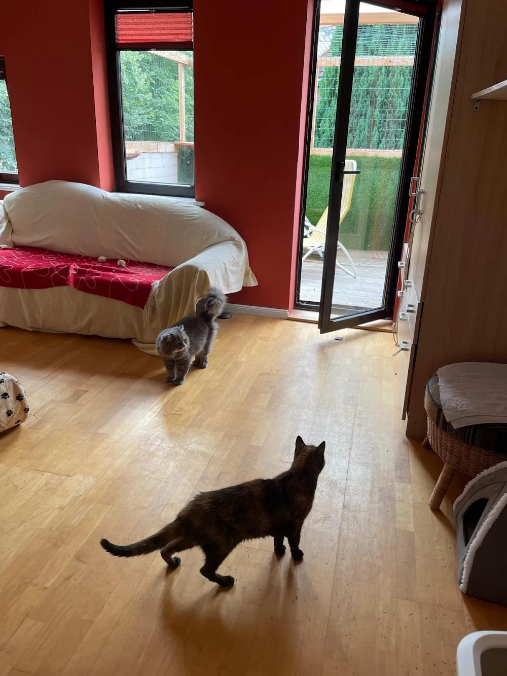 Katzenhotel Landruhe - Berne pet otel görseli 2