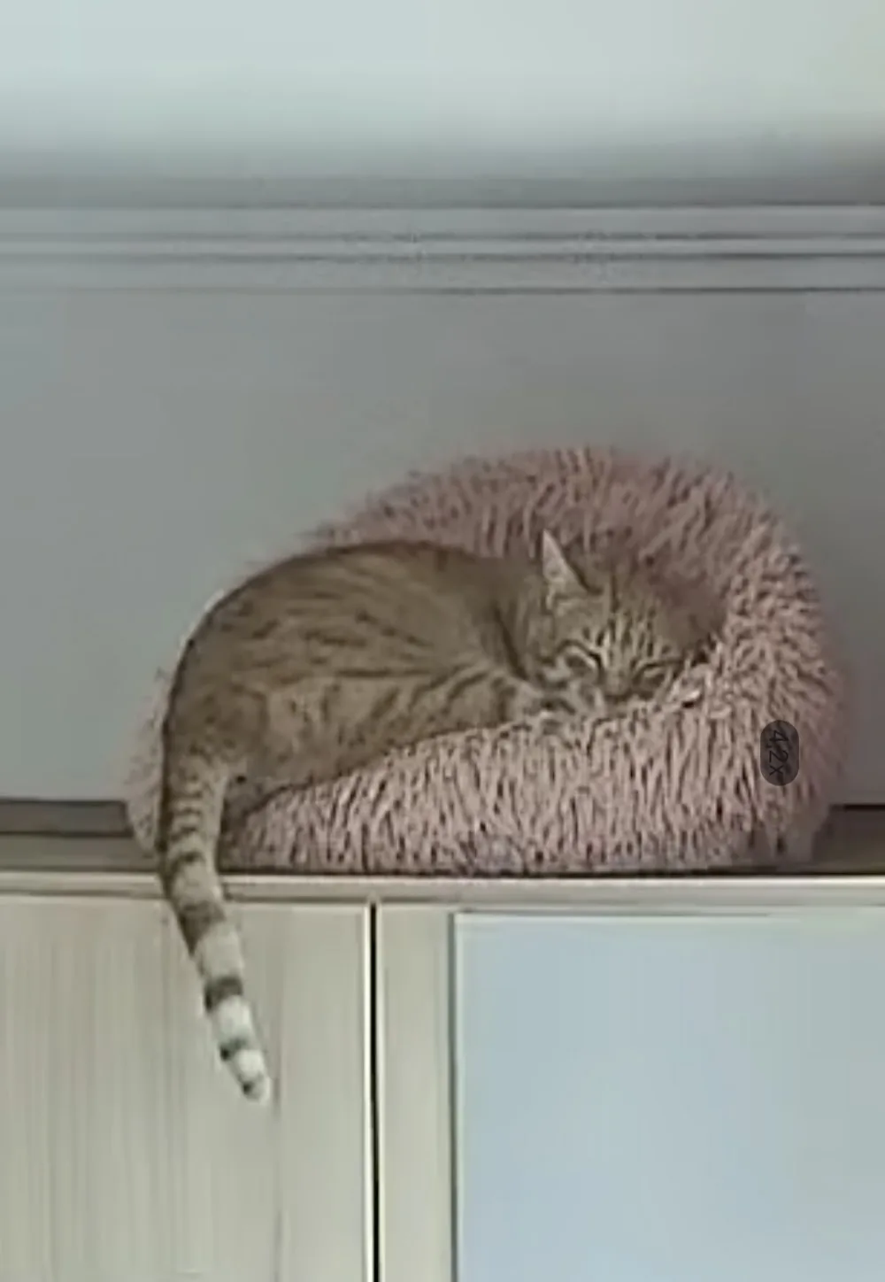 Katzenhotel Landruhe - Berne pet otel görseli 3