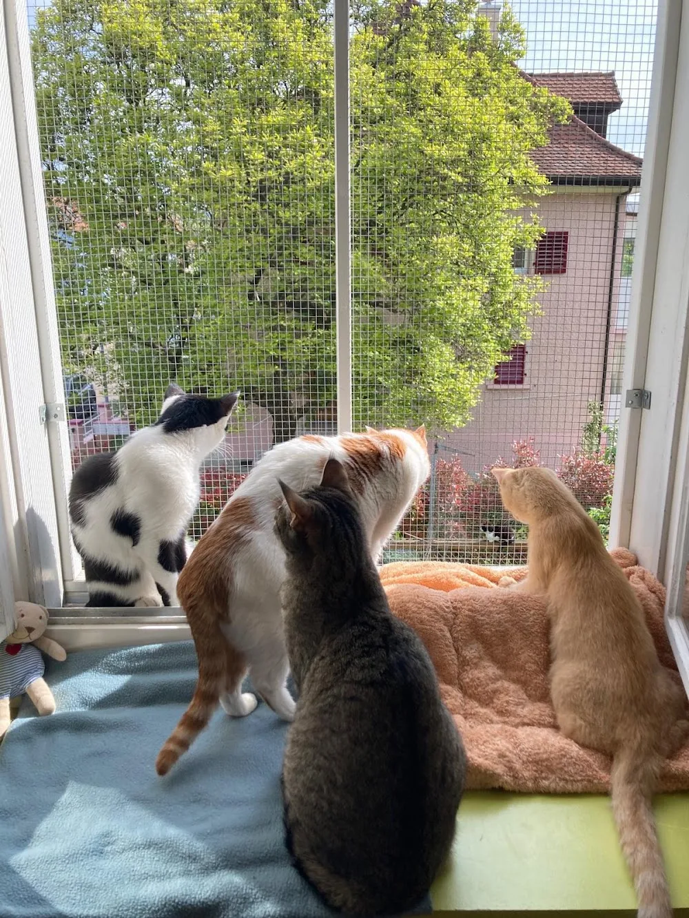 Katzenhotel Müsli und Rudin Tierberatung - Berne pet otel görseli 3