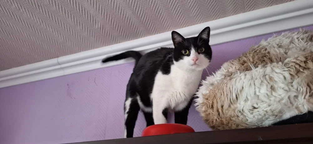 Katzenpension Bastet - Berne pet otel görseli 3