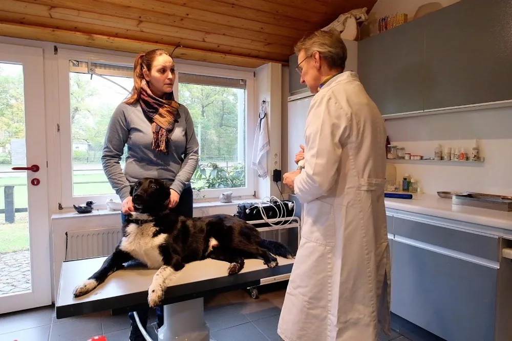 Katzenpension Bremen Osterholz - Berne pet otel