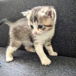 Katzenpension Bremen Osterholz - Berne pet otel görseli 4