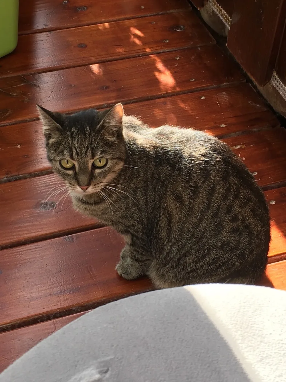 Katzenpension Hafner - Berne pet otel görseli 2