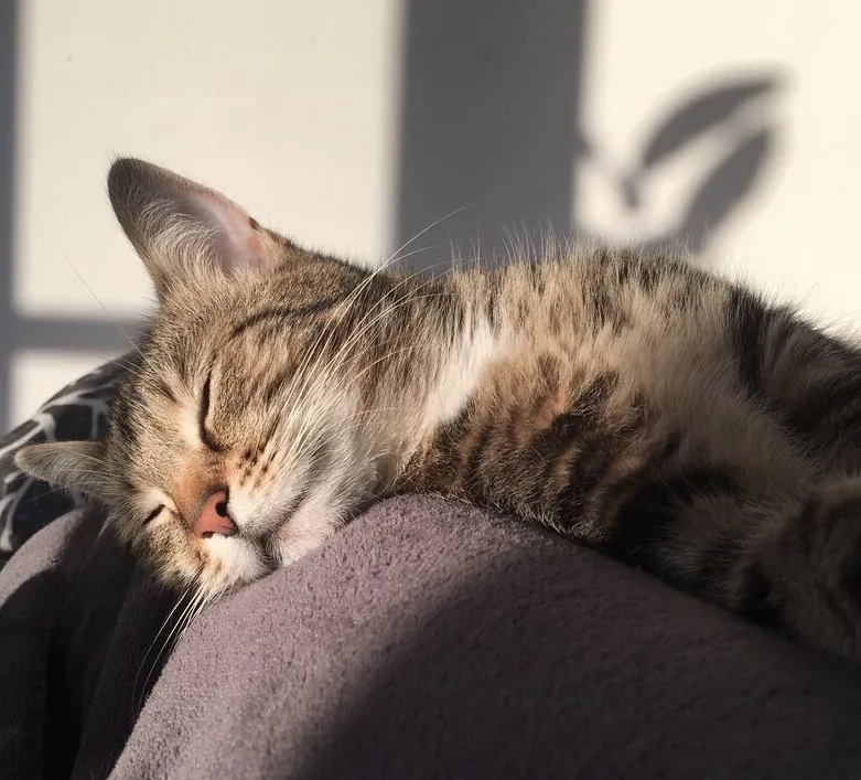 Katzenpension Hafner - Berne pet otel görseli 7