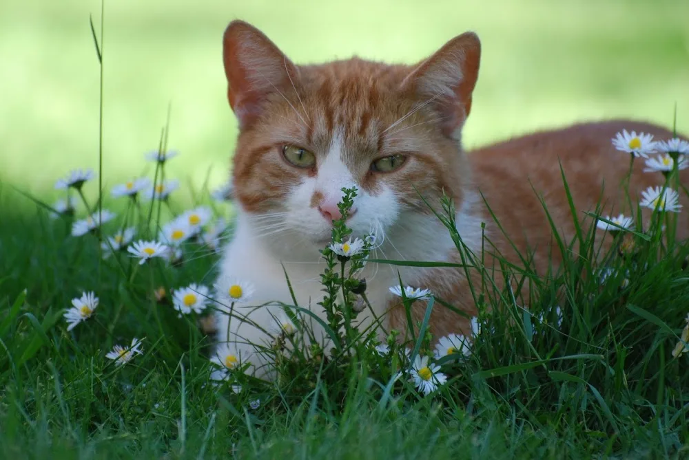 Katzenpension Kasa Miau - Berne pet otel görseli 14