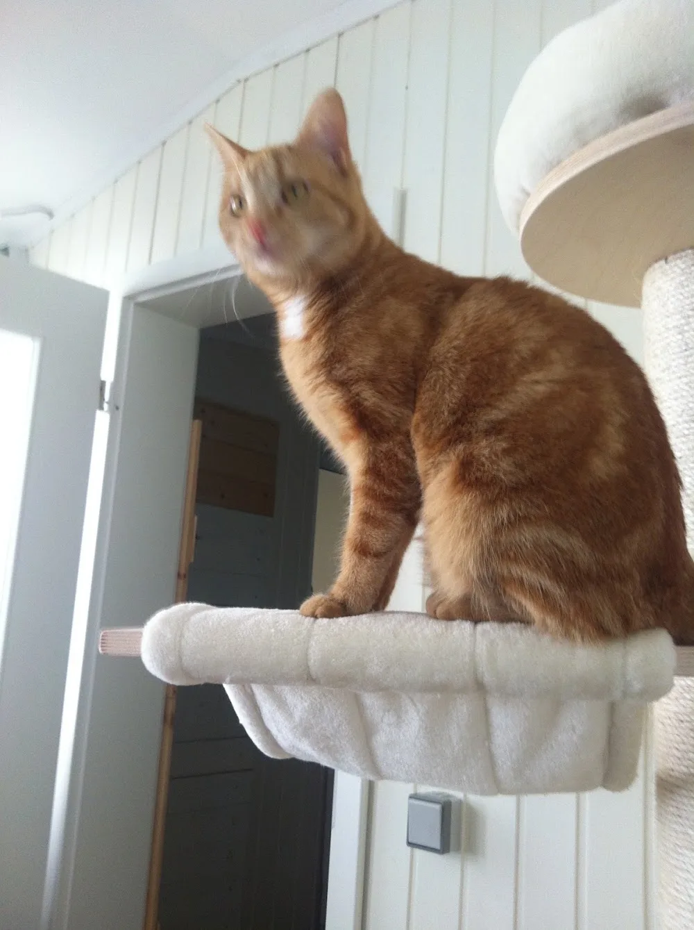 Katzenpension Kasa Miau - Berne pet otel görseli 7