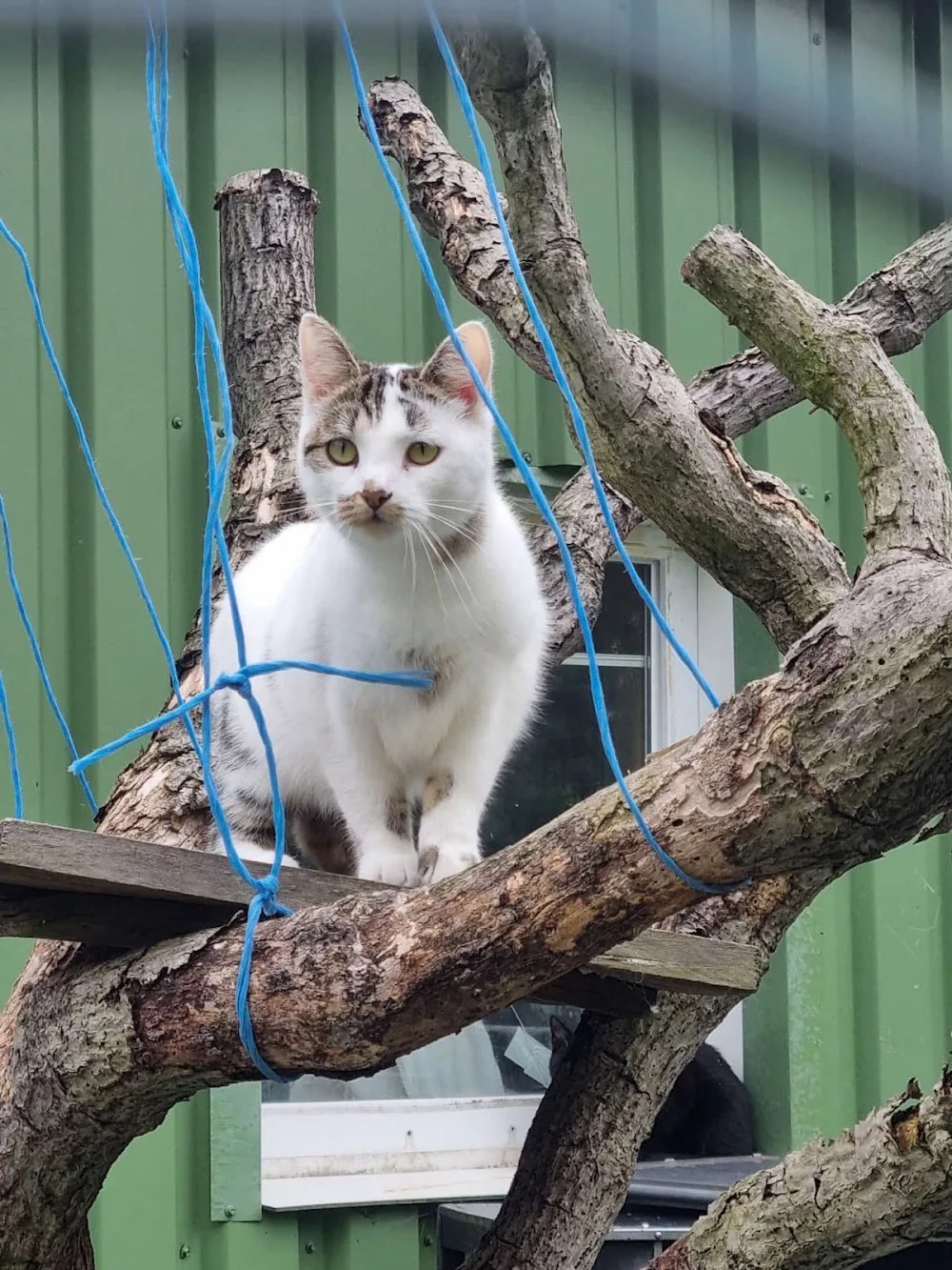 Kerstin's Katzenpension - Berne pet otel görseli 3
