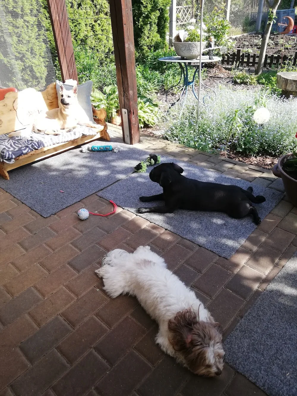 Little Dog Hotel - Berne pet otel