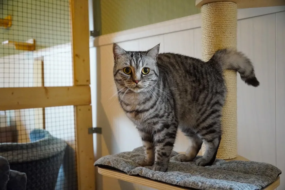 Mr. Jingles' Katzenstube - Berne pet otel görseli 3